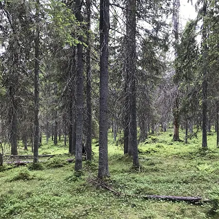 Paljakka Moekit * Kotila